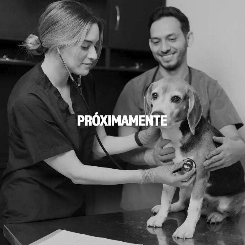 Gestión<br/>de Veterinarias